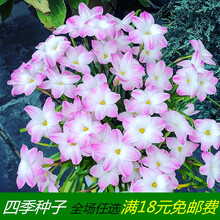 风雨兰种球进口重瓣韭兰葱兰花苗石蒜室内外庭院四季易活花卉盆栽 胖丽丽(5球装) 其他