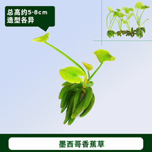 懒人活体真水草鱼缸造景装饰淡水植物莫斯沉木定植水榕水族箱套餐 墨西哥香蕉草1颗