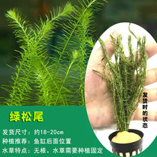 鱼缸水草植物有茎类淡水活体真水草水族箱造景装饰套餐绿宫廷绿菊 绿松尾杯()