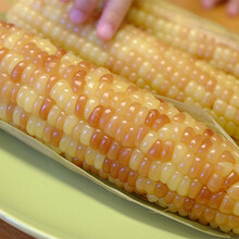 【傣萨金谷香糯小玉米】云南苞谷糯香甜真空新鲜4/5/7/8/9斤傣族玉米 香糯小玉米4斤散装（10-12根）
