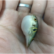 河豚观赏鱼水族宠物汽泡鱼弓斑潜水艇斑马狗头热带淡水活体鱼 青弓斑苗2-4cm2条 （送1备损共3条）