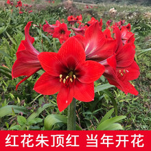 荷兰朱顶红种球大球室内外四季开花盆栽花卉观花绿植物 红花18-20cm【1粒】