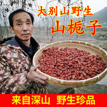 【大别山新货野生山栀子黄栀子果桅子中药材黄枝子栀子茶散装500g