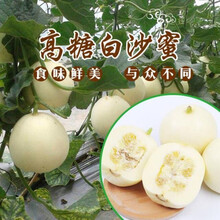 超甜绿宝石甜瓜种子冰翡翠甜瓜种籽甜瓜籽春季四季水果种籽 白沙蜜甜瓜种子【5克】