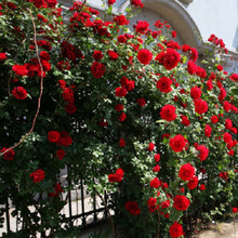 多花爬藤本月季蔷薇花种子四季种易活开花不断玫瑰花种子盆栽植物 1000粒 26种蔷薇混色种