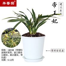 华香园绿植 兰花苗金边鹤艺【帝王妃】四季建兰矮种 大果冠 耐阴办公 室内绿植花卉盆栽 帝王妃 一盆5苗 带盆栽好 白色盆