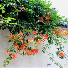 上客来耐寒凌霄花苗爬藤开花植物庭院墙壁楼顶阳台垂吊花卉攀援凌宵花园林绿化苗 四年苗约2厘米粗 不含盆