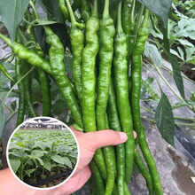 寿禾 辣椒种子大全特辣种籽朝天指天椒春季苗小米椒金螺丝杭椒线椒薄皮青椒泡椒辣子海椒七星椒寿光蔬菜种孑 辣神F1 线椒苗6棵