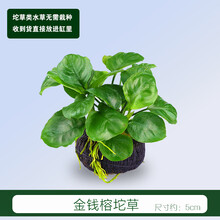 懒人活体真水草鱼缸造景装饰淡水植物莫斯沉木定植水榕水族箱套餐 榕坨草