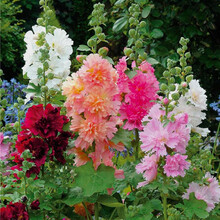 花琴 草花种子波斯菊花种子格桑花种籽子四季开花易活花籽庭院室外花卉野花组合绿化工程种子/蜀葵半斤