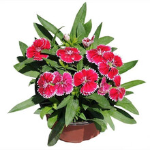 一播大地 盆栽花卉种子 常夏石竹种子 阳台花种子 花草种子耐热耐寒 常夏石竹种子混色500粒