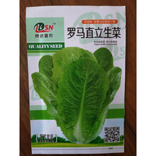 TLYY蔬菜种子四季播种阳台农家庭院盆栽生菜菠菜韭菜香菜草莓籽孑 罗马直立生菜