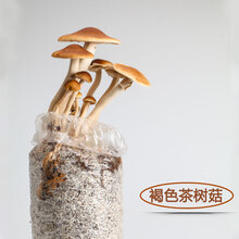 【磨菇种子】价格_图片_品牌