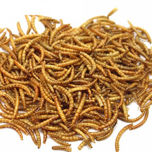 面包虫干 黄粉虫 鼠粮仓鼠粮鸟粮鸟食 小宠粮食营养品 高蛋白零食 400克