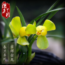 德芳兰业兰花苗 带花苞春兰 吉祥金龙 花卉观花植物 四季兰花盆栽建兰蕙兰墨兰室内阳台 4苗带简易盆