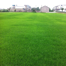 一播大地（正常发货） 草坪种子四季青足球场草坪 适合庭院 别墅停车场耐践踏 耐矮生草坪 种子 狗牙根净籽一斤