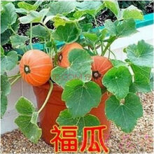 蔬菜种子 阳台盆栽种子四季播 黄瓜种子南瓜苦瓜香瓜丝瓜瓜种子 福瓜