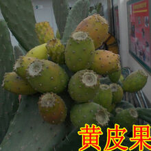 【野黄皮】价格_图片_品牌