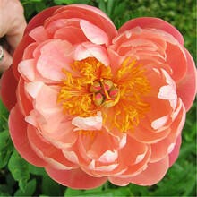 珊瑚花 价格 图片 品牌 怎么样 京东商城