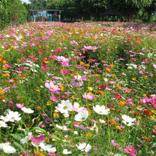 颜集卉 新手易种四季花卉种子盆栽阳台庭院花籽套餐耐寒耐热 多年生野花种子200粒