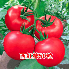 蔬菜种子四季播种子蔬菜芽苗 阳台盆栽水果草莓香菜籽葱种子花草林木 西瓜红 西红柿50粒