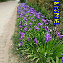 花萌萌 户外多年生宿根花卉蓝花鸢尾花种子庭院四季种夏季耐寒花草公园绿化花种花籽 蓝花鸢尾种子 200粒
