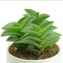 芹恋花 一帆风顺 韩国进口多肉植物 肉肉盆栽 多肉 花卉 防辐射 一帆风顺