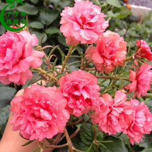 混色重瓣太阳花苗室内外盆栽阳台马齿览太阳花种子四季开花带根发货 17（1棵苗) 不含盆