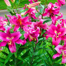 绿丝绦 百合花种球 百合花盆栽 室内四季绿植花卉植物香水百合带芽发货 多顿 单个种球