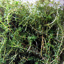 湖北洪湖水草 养殖虾蟹水草 吃不败 园艺用草伊乐藻 环保用草（一亩水面需要20斤） 5斤