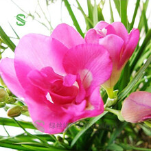 绿丝绦 进口重瓣香雪兰种球盆栽花卉阳台室内小苍兰四季播种易种易活种子 香雪兰种球（贵族） 种球