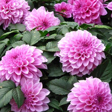 一播大地 发货中  百日草种子百日草花卉种子太阳花种子观花种子四季播易活草花种子 百日草混色 大丽花种子 半斤