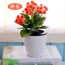 长寿花苗重瓣花卉盆栽四季观花植物 四季开花长寿花盆栽带花苞发货 桔色带花苞 不含盆