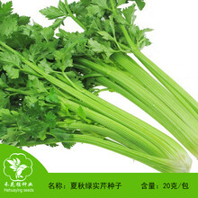 禾花楹 芹菜种子 夏秋绿实芹种子 实心芹菜籽抗病高产耐寒耐热 香芹种子 蔬菜种籽 芹菜種籽20克/包