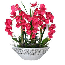 4年大苗 蝴蝶兰花苗 鲜花 四季植物 室内客厅盆栽 绿植花卉 兰花君子兰苗大苗 盆栽盆景 紫点蝴蝶兰+透明原盆+原土