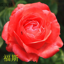 月季花苗盆栽 地栽大花月季花苗 灌木月季藤本月季玫瑰蔷薇苗带花苞发货对版对色 福斯 一年苗带花苞