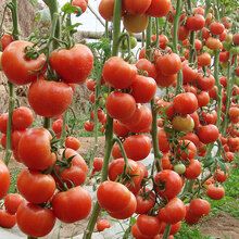 寿禾 石盾197石头番茄种子/水果番茄苗大红西红柿高产红硬果早熟秋季蔬菜庭院普罗旺斯盆栽四季菜籽种 石盾197大红番茄苗6棵