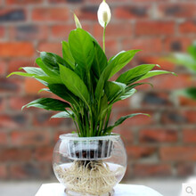 御春阁 桌面盆栽土培水培花卉植物粉掌红掌白掌苗带盆带花 火鹤花一帆风顺 不含盆 白掌