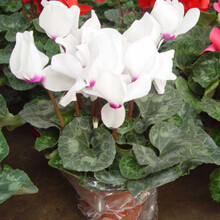 四季开花仙客来花苗兔耳朵 客厅盆栽桌面植物 萝卜海棠花带花带原土发货 白色 不含盆