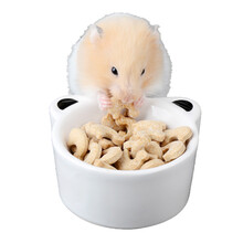 【跑来跑去】宠物乳酸菌片 促进消化 兔子龙猫豚鼠仓鼠 乳酸菌片 5片装 10片装 20片装 20片装