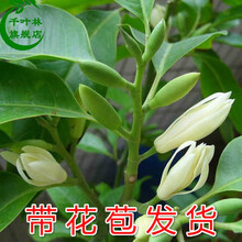 四季白兰花树苗盆栽植物室内浓香嫁接黄角兰黄桷兰庭院苗 白兰6年苗1-1.1高{带花苞发货} 不含盆