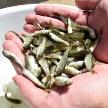 草鱼黑青鲩鱼苗淡水养殖鱼苗龙鱼饲料活体饲料鄂龟观赏开口粮 草鱼2-3厘米200条另送20%
