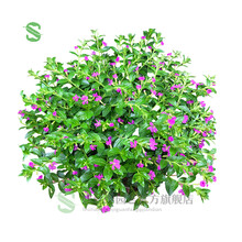 【带盆带花苞】玫瑰花盆栽月季花苗长寿花盆栽办公室内绿植花卉带花苞四季花卉盆栽 满天星自吸水盆套餐颜色随机