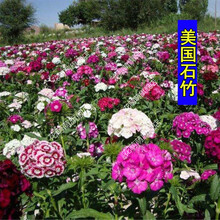 花萌萌 花种子室外四季种易活美国石竹须苞石竹多年生矮生草本植物宿根花卉庭院盆栽户外花草 美国石竹 1千粒