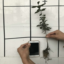 金弹子树桩盆景 老桩盆景 瓶兰花 黑塔子 金弹子原生苗 树苗 小苗槽渔滩 8元苗 随机发货