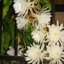 花卉昙花苗 月下美人昙花苗 盆栽昙花花苗大小苗都有 白色 3年苗 含树脂花盆