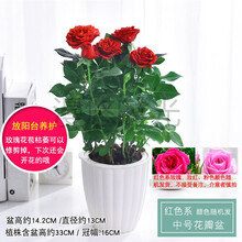 迷你小玫瑰花大盆栀子花盆栽带花苞四季开花办公室内植物花卉绿植 红色系玫瑰中号花瓣盆 带盆栽好