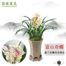 刘阁兰花 建兰多瓣奇花 富山奇蝶夏带浓香花苞出售室内花卉兰花苗兰草盆栽 4苗连体裸根
