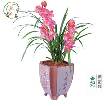 兰界 兰花 香妃 矮种墨兰兰花盆栽室内花卉绿植好养 5苗香妃（关注送肥+种植手册）