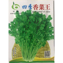 民汇园四季香菜种子 蔬菜种子 香味浓口感好耐热耐寒四季种植抽苔晚生长势强10克/袋